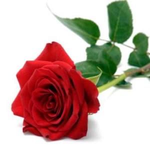 Meet your Posher, Jane